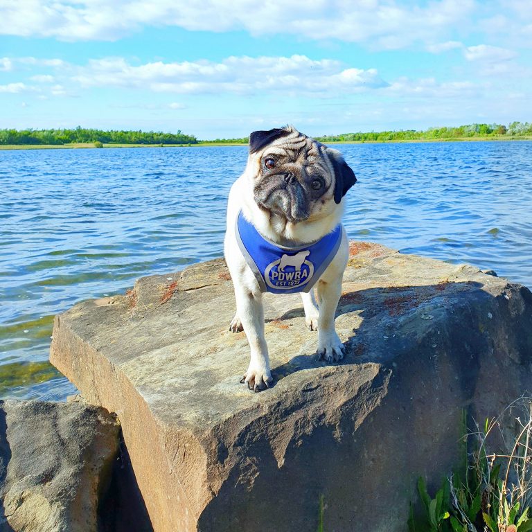 Yogisuperpug becomes global TikTok sensation after being bullied by other dogs